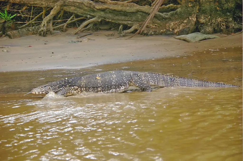 how long asian water monitors live
