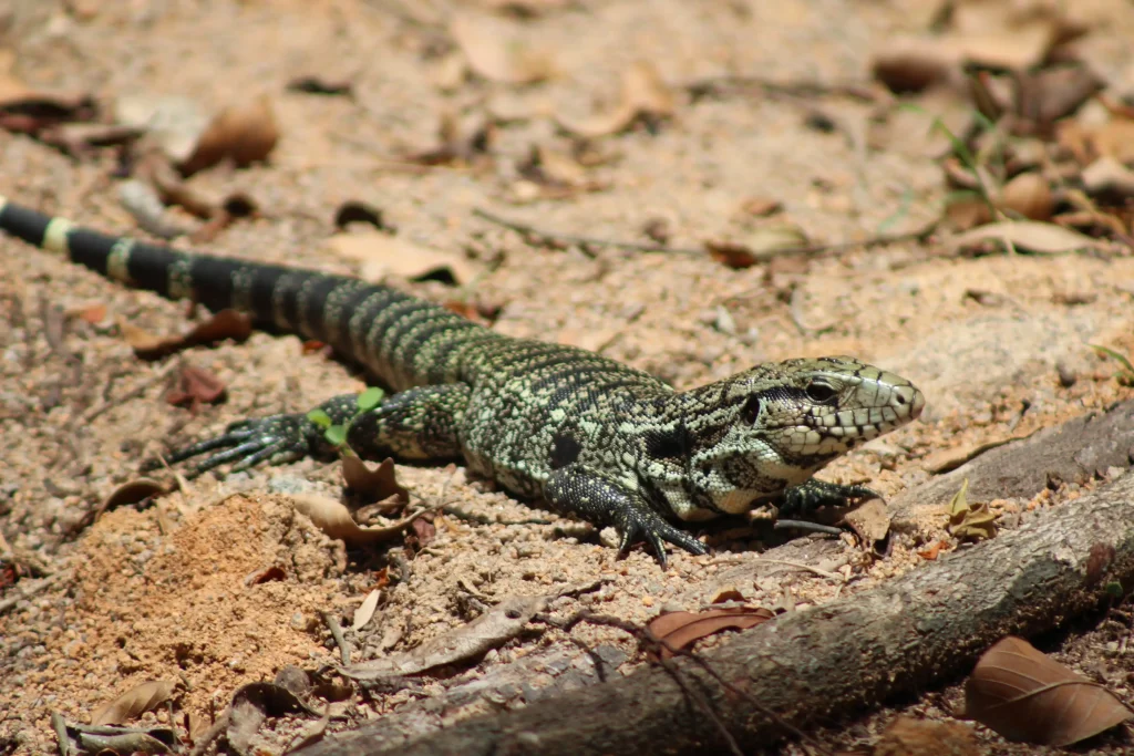 are argentine tengus venomous