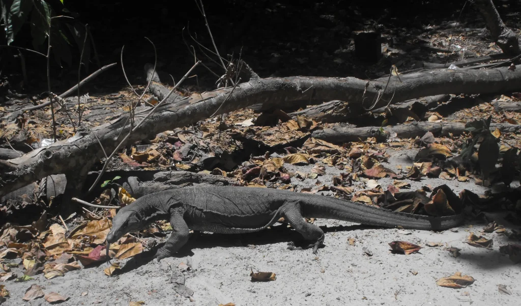 are asian water monitors good pets?