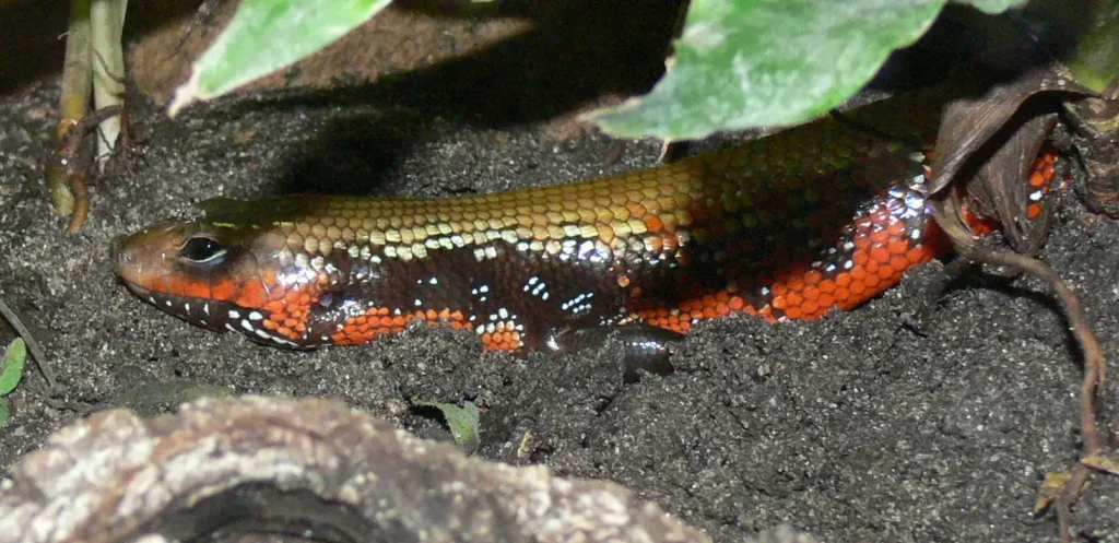 african fire skink care sheet