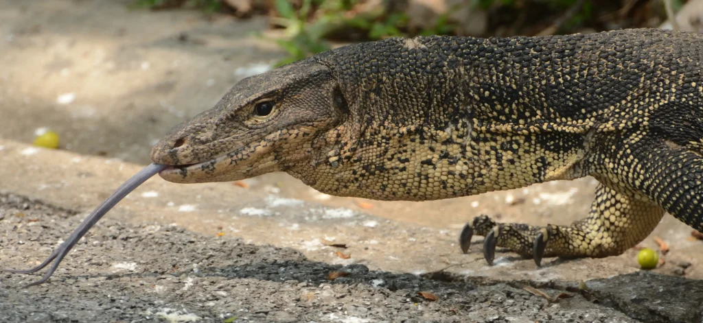 what do asian water monitors eat