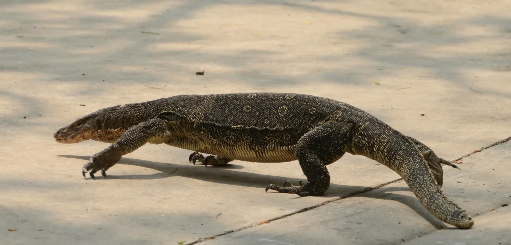 are asian water monitors dangerous